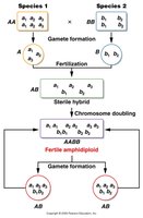 Formation of fertile amphidiploid by chromosome doubling