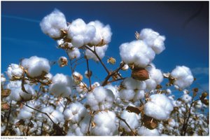 Cotton plant as an example of allopolyploidy