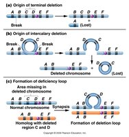 Origin of terminal and intercalary deletions