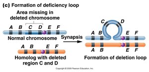Formation of deletion loop during synapsis