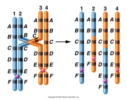 Duplication of chromosome segment