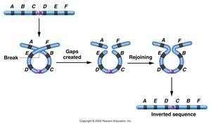 Mechanism of inversion formation