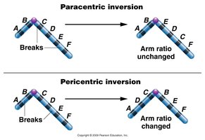 Paracentric vs. pericentric inversion