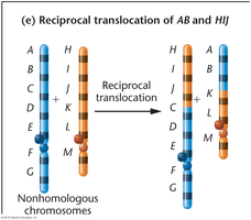 Types of translocations