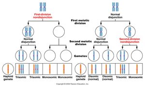 Nondisjunction during meiosis