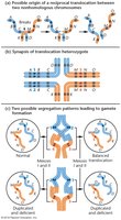 Reciprocal translocation