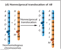 Nonreciprocal translocation