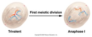 Trivalent formation in trisomy during meiosis