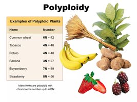 Examples of polyploid plants and their chromosome numbers