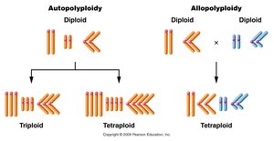 Autopolyploidy vs. Allopolyploidy