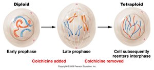Induction of tetraploidy by colchicine