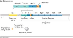 Structure of the trp operon