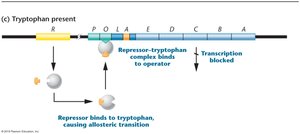 trp operon repressed when tryptophan is present