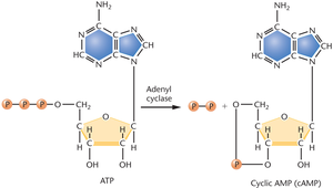 Conversion of ATP to cAMP by adenyl cyclase