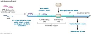 CAP-cAMP complex activates transcription when glucose is absent