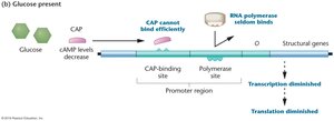 CAP cannot bind efficiently when glucose is present, transcription diminished