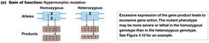 Diagram of hypermorphic mutation