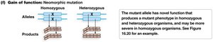 Diagram of neomorphic mutation