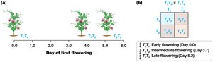 Incomplete dominance in flowering time of pea plants