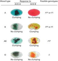 Blood types and genotypes table