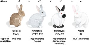 Allelic series for coat-color determination in mammals