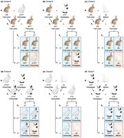 Crosses among different genotypes for coat color