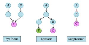 Diagram of synthesis, epistasis, and suppression interactions