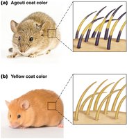 Agouti and yellow coat color in mice