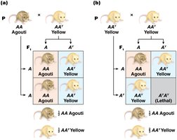 Dominance and lethality of AY allele