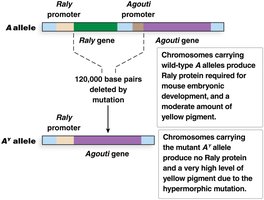 Mutation of Raly and Agouti producing yellow coat