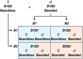 Sex-influenced inheritance of beard appearance in goats