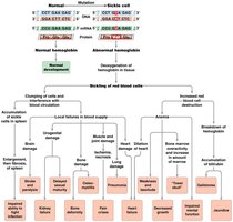 Pleiotropy in sickle cell disease