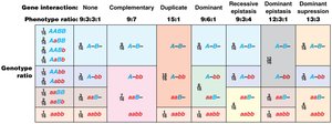 Patterns resulting from epistatic gene interaction