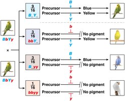 No gene interaction in the production of feather color in budgerigar parakeets