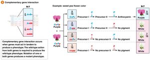Complementary gene interaction 9:7