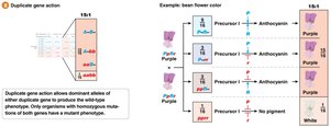 Duplicate gene action 15:1