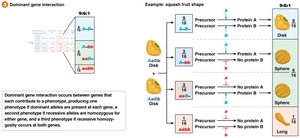 Dominant gene interaction 9:6:1