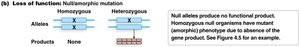 Diagram of null and leaky mutations