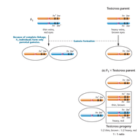 Test cross progeny ratios in Drosophila linkage analysis
