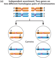 Independent assortment of genes on different chromosomes