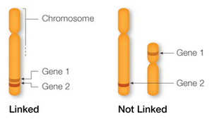 Linked vs. not linked genes on chromosomes