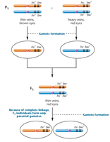 Drosophila cross showing complete linkage