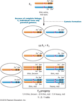 F2 generation ratio in Drosophila complete linkage cross