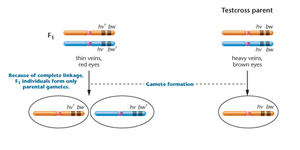 Test cross with complete linkage in Drosophila