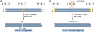 RFLP analysis of alleles