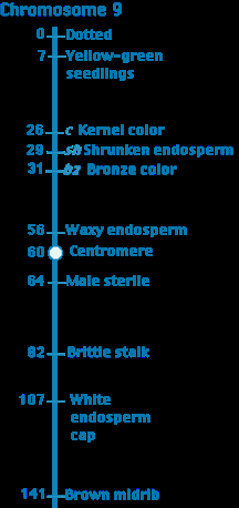 Genetic map of chromosome 9 in corn