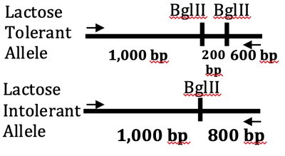 Lactose tolerance RFLP analysis