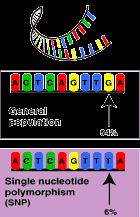 SNP and sequence variation