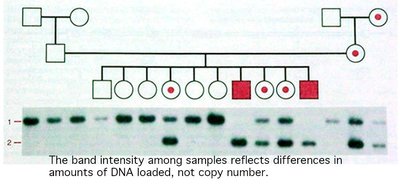 Sickle cell anemia RFLP and pedigree