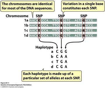 Haplotypes and SNPs